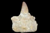 Fossil Mosasaur (Prognathodon) Jaw Section With Tooth - Morocco #116980-1